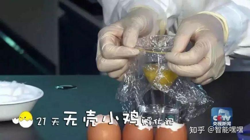 国内第一只无蛋壳孵化小鸡在杯子里看小鸡的成型全过程