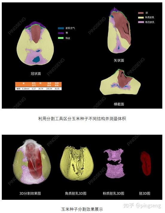 microct對玉米種子的掃描分析