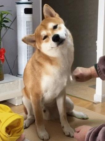 动图封面