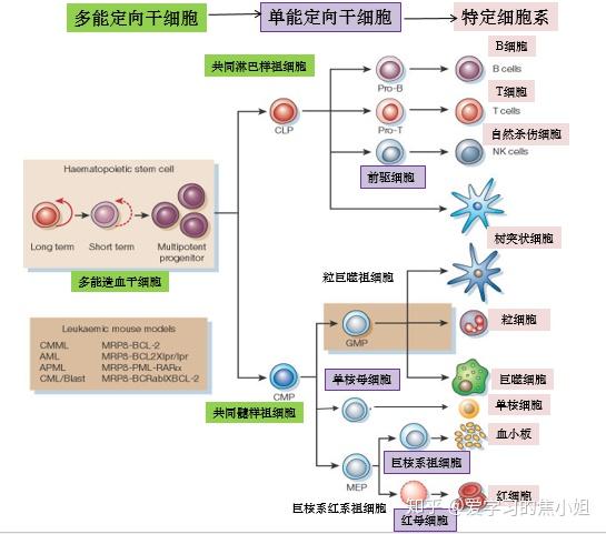 是不是人体内的全部免疫细胞 比如 T细胞 B细胞 Nk细胞 等 都统称为白细胞 Nk细胞是中性粒细胞吗 德涵网