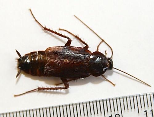 这是个啥虫像蟑螂