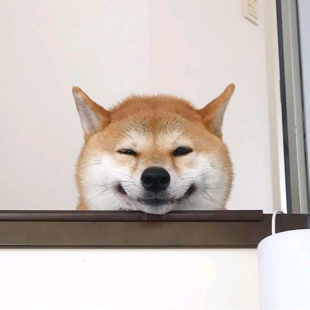 额你们有没有有趣的狗狗表情包