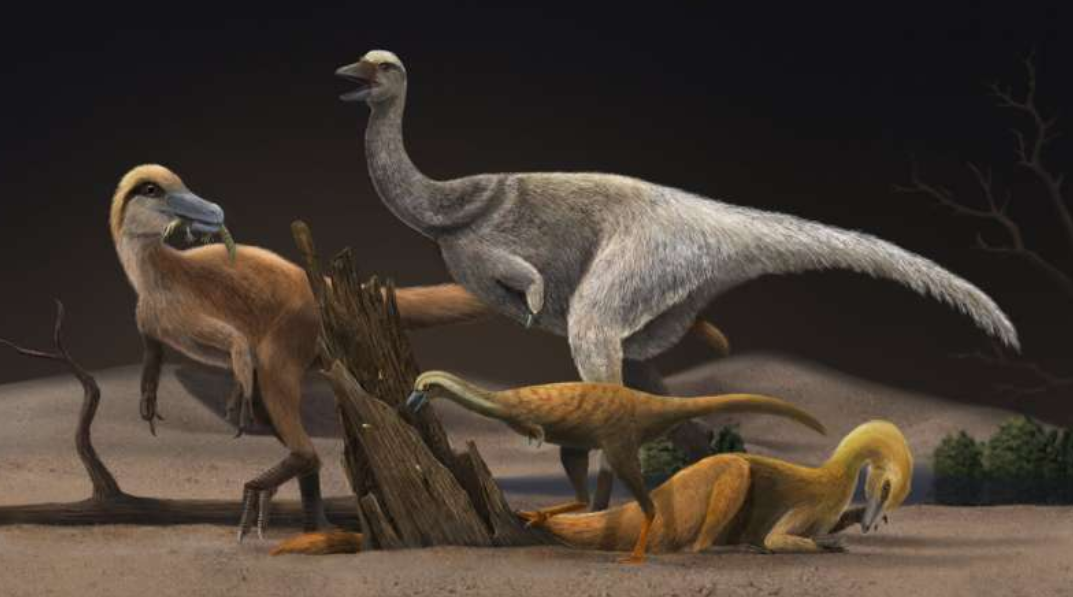 为适应以白蚁为食恐龙体型急剧变小