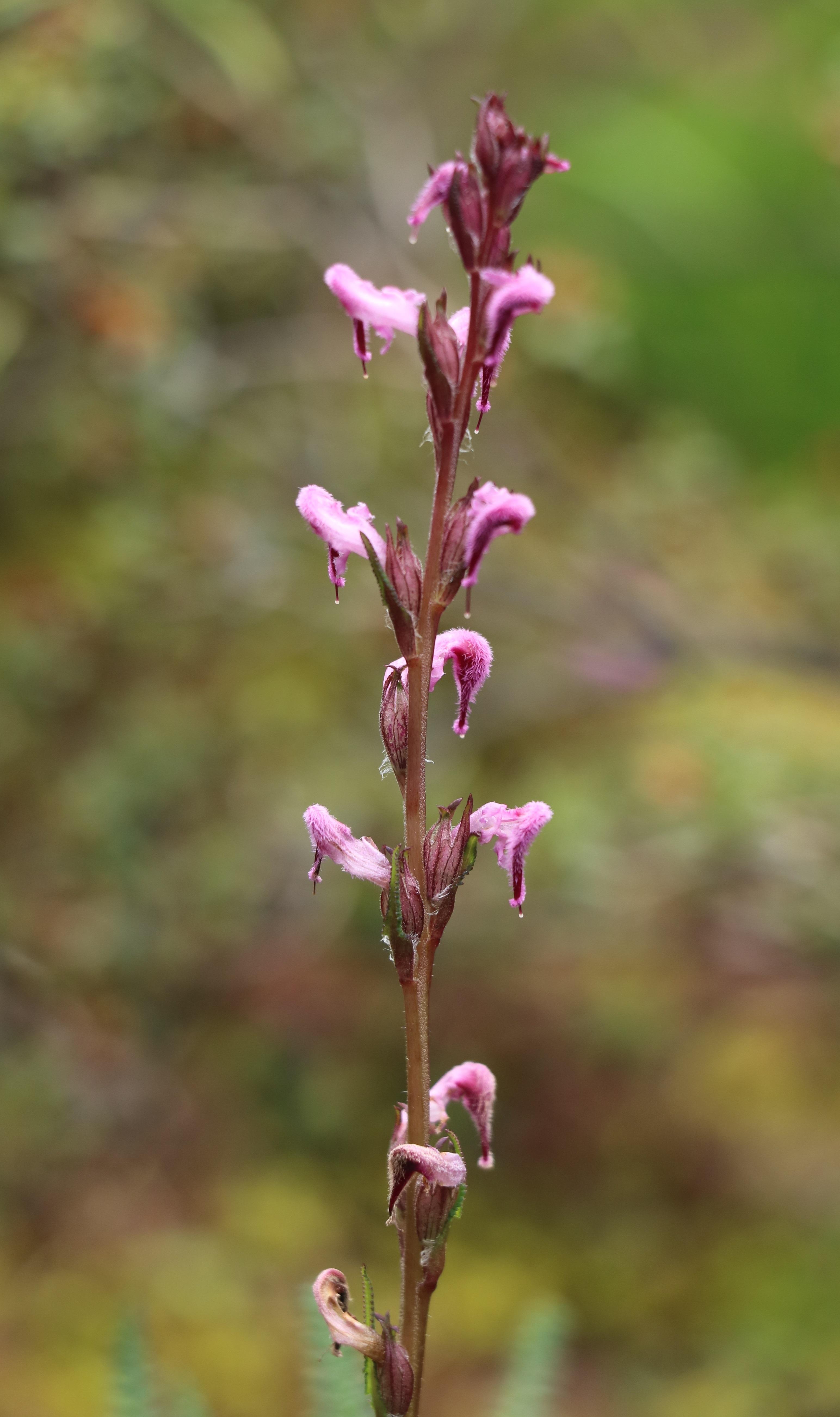 自然足迹横断山区植物小记九列当科马先蒿属松蒿属