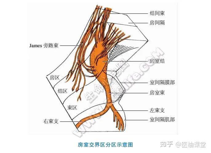 窦房结图解图片