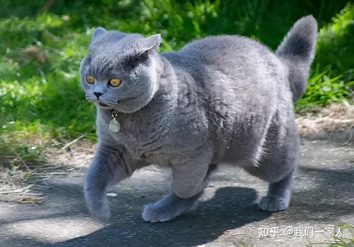 养猫就养英短蓝猫好处太多了