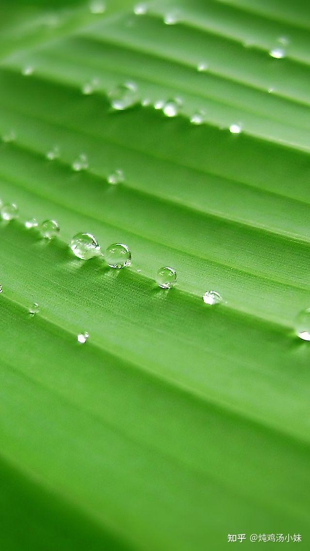 你的那一抹绿清新了我的时光