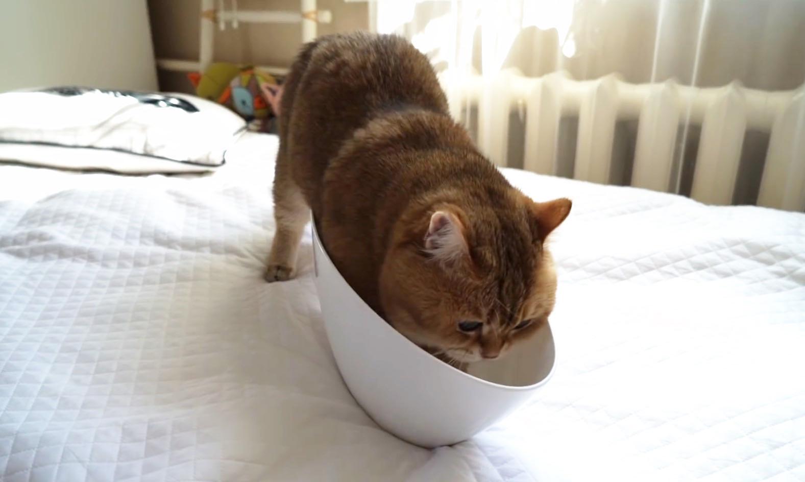 金渐层hosico出门座驾迈巴赫一脸好奇的样子太可爱了