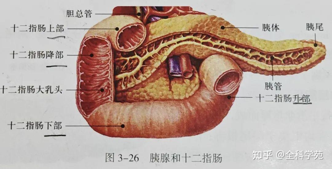 消化系统解剖知识 - 知乎