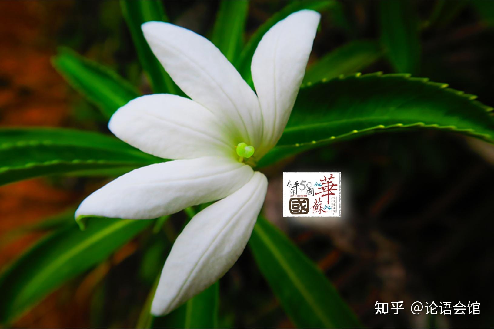 华奴苏奴国(塔希提地区)独有的一种栀子花本文全部成果及版权归汶山