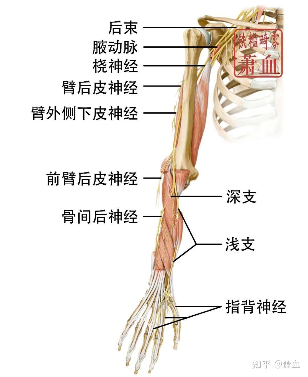 周围神经|桡神经 - 知乎