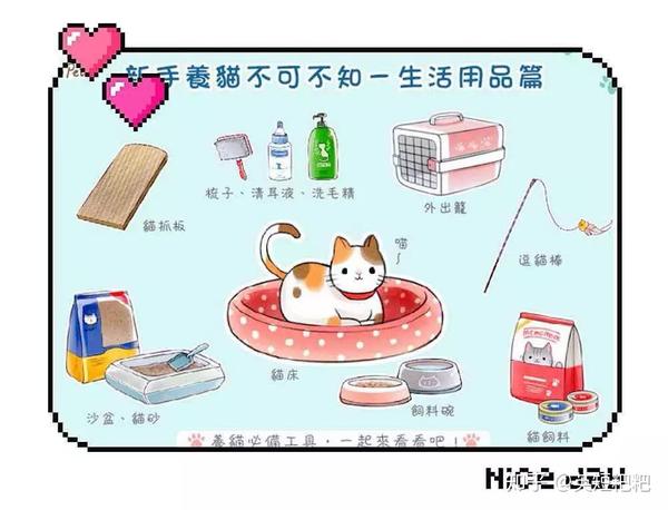 养猫须知 新手刚开始养猫不知道该怎么办 知乎