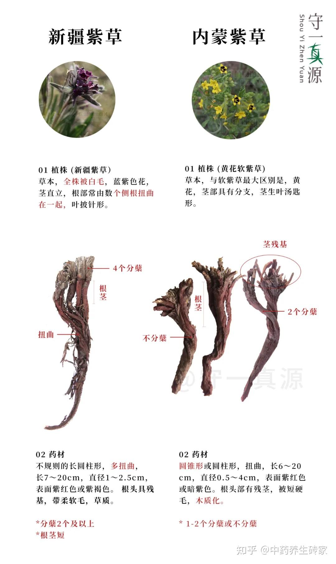 新疆紫草已列入二级濒危物种,愿规范种植的春风早吹来