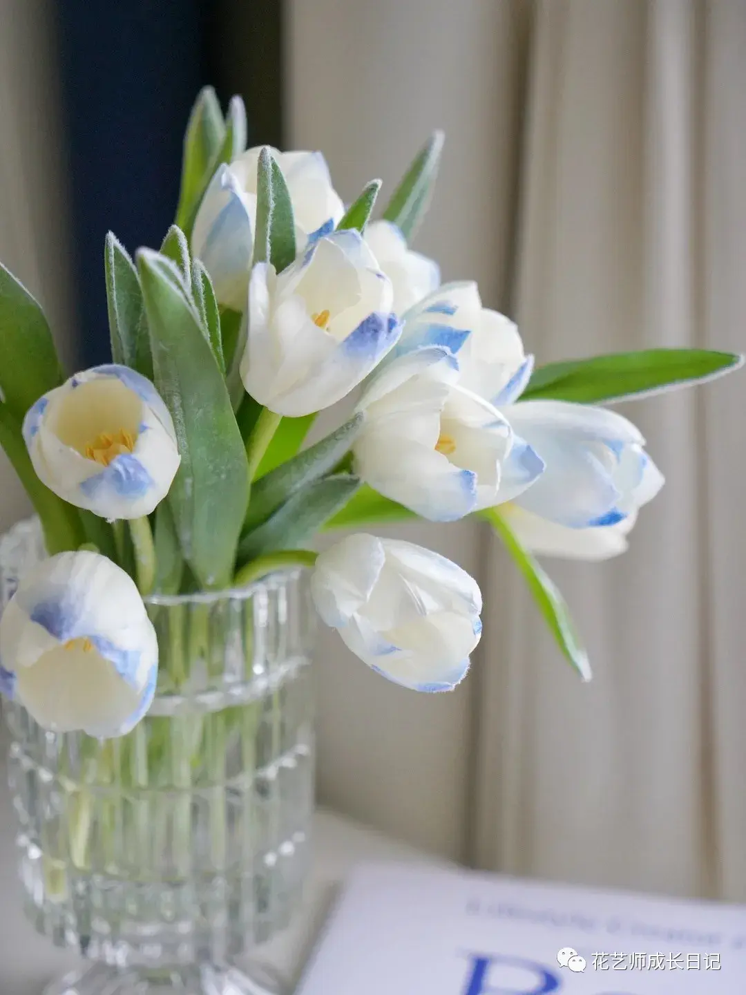 每日一花冰雪女王郁金香渐变蓝白色花上有雪花落下的毛绒质感