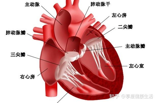 10个技巧让你的心脏更强大 - 知乎