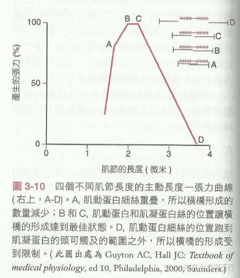 肌肉的长度—张力关系