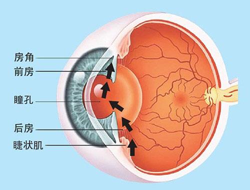 毛果芸香碱可以激动瞳孔括约肌上的m受体,使瞳孔括约肌收缩,瞳孔缩小
