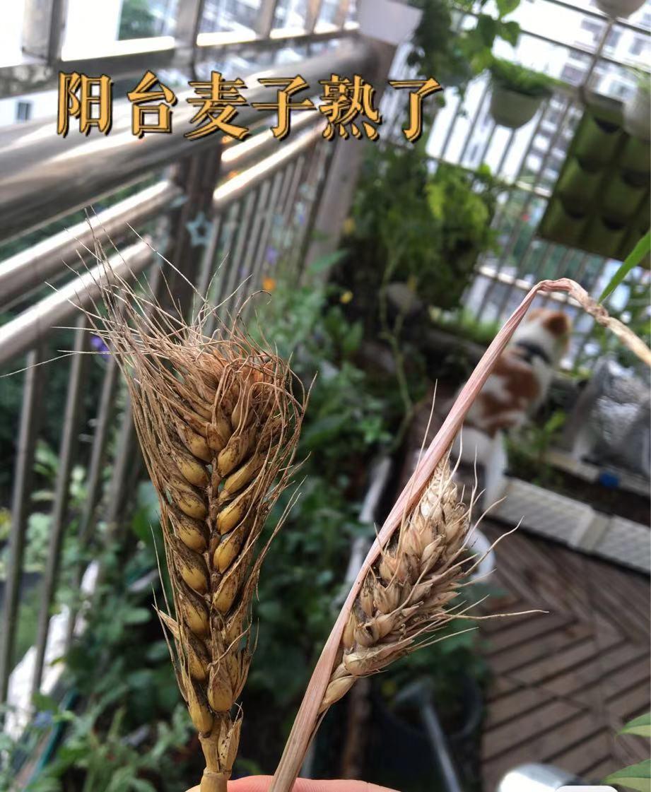 如何在阳台种小麦草?收小麦穗,可持续种植食物