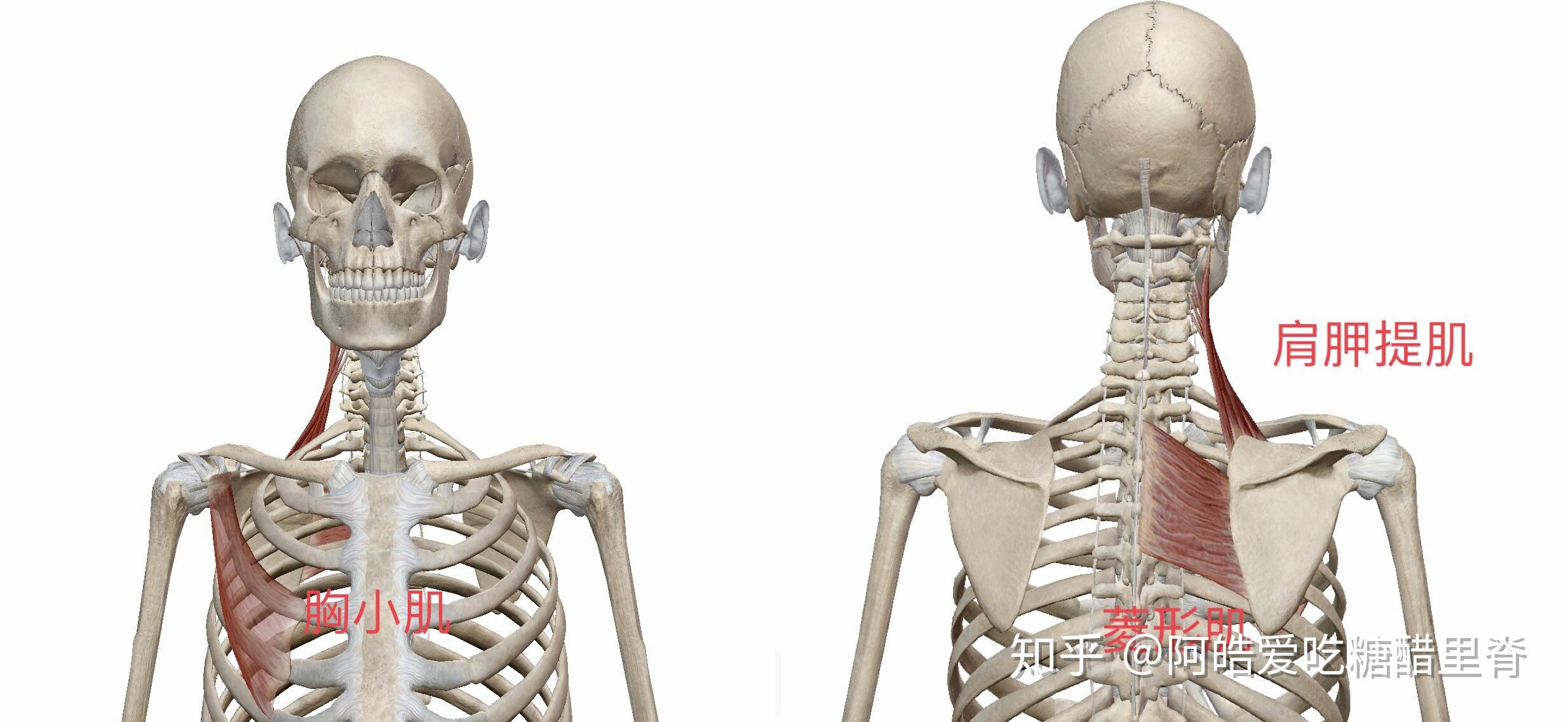 01,"蝴蝶骨"是什么?