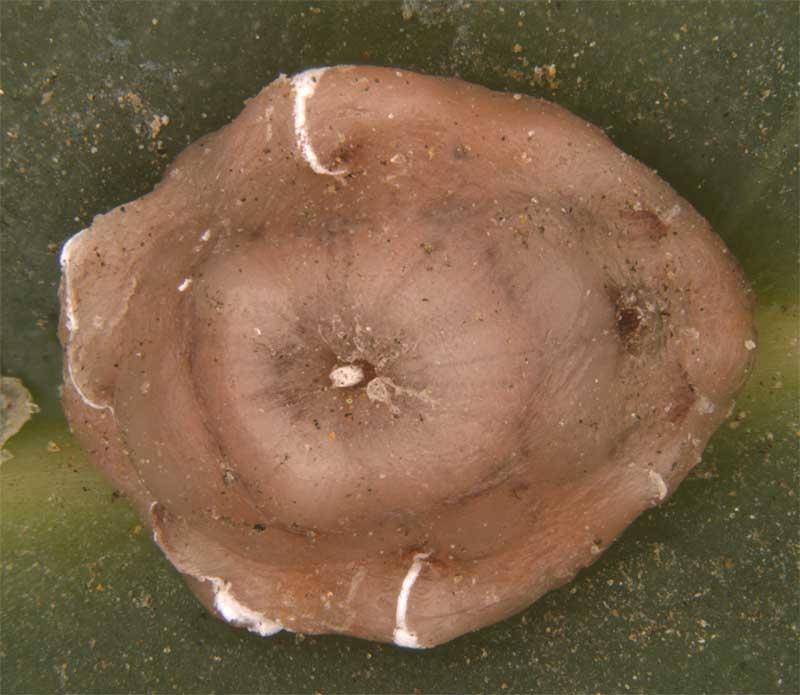 植保档案蚧壳虫