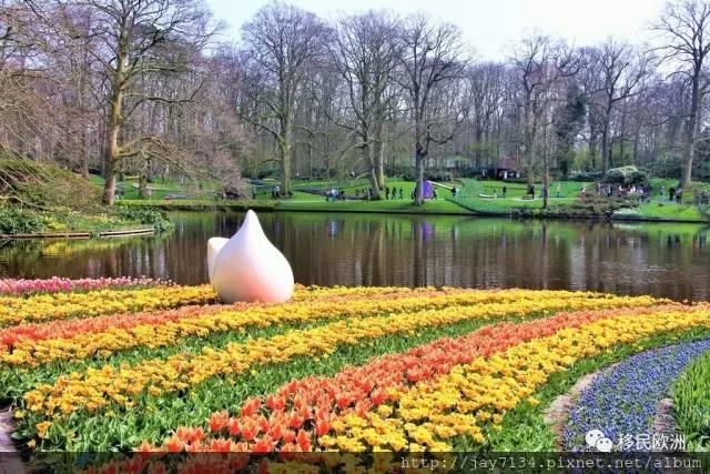 请问2017年荷兰郁金香的花期是在什么时候?4