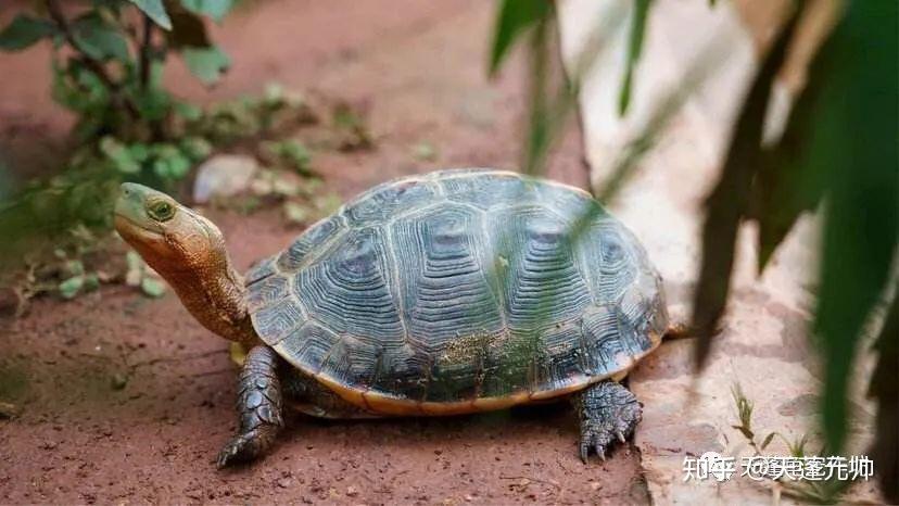 国龟图鉴|我国本土龟种全类别 - 知乎