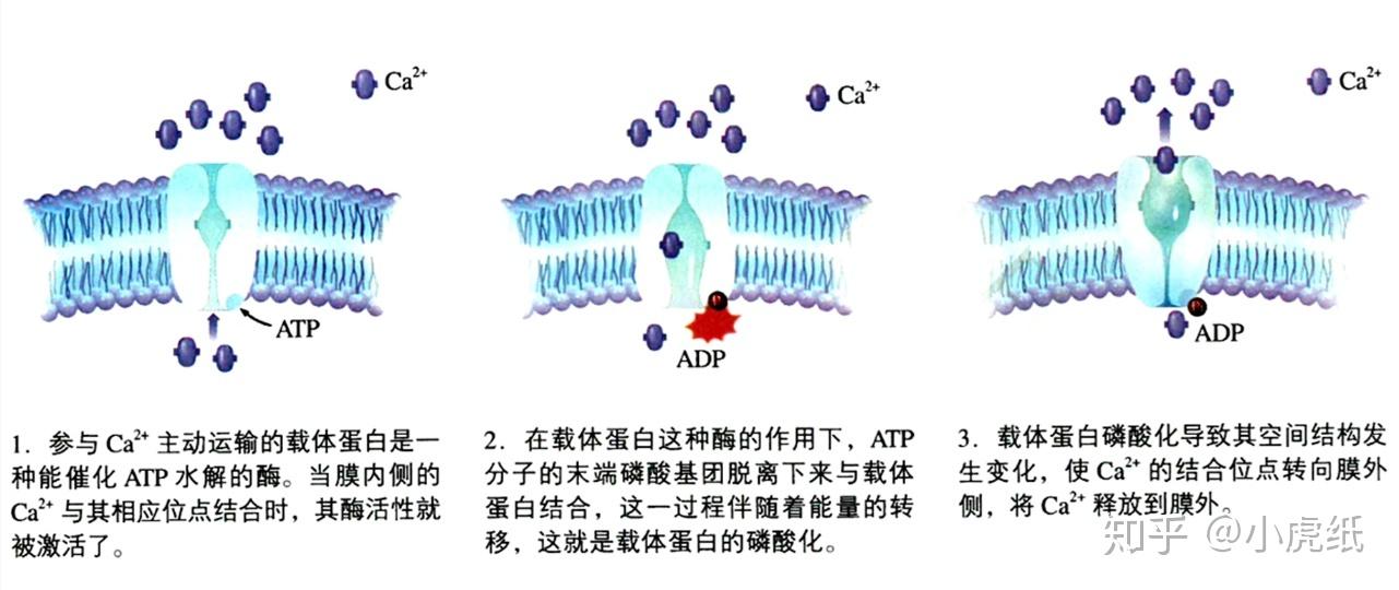 高中生物中的转运蛋白,载体蛋白,通道蛋白怎么区分?