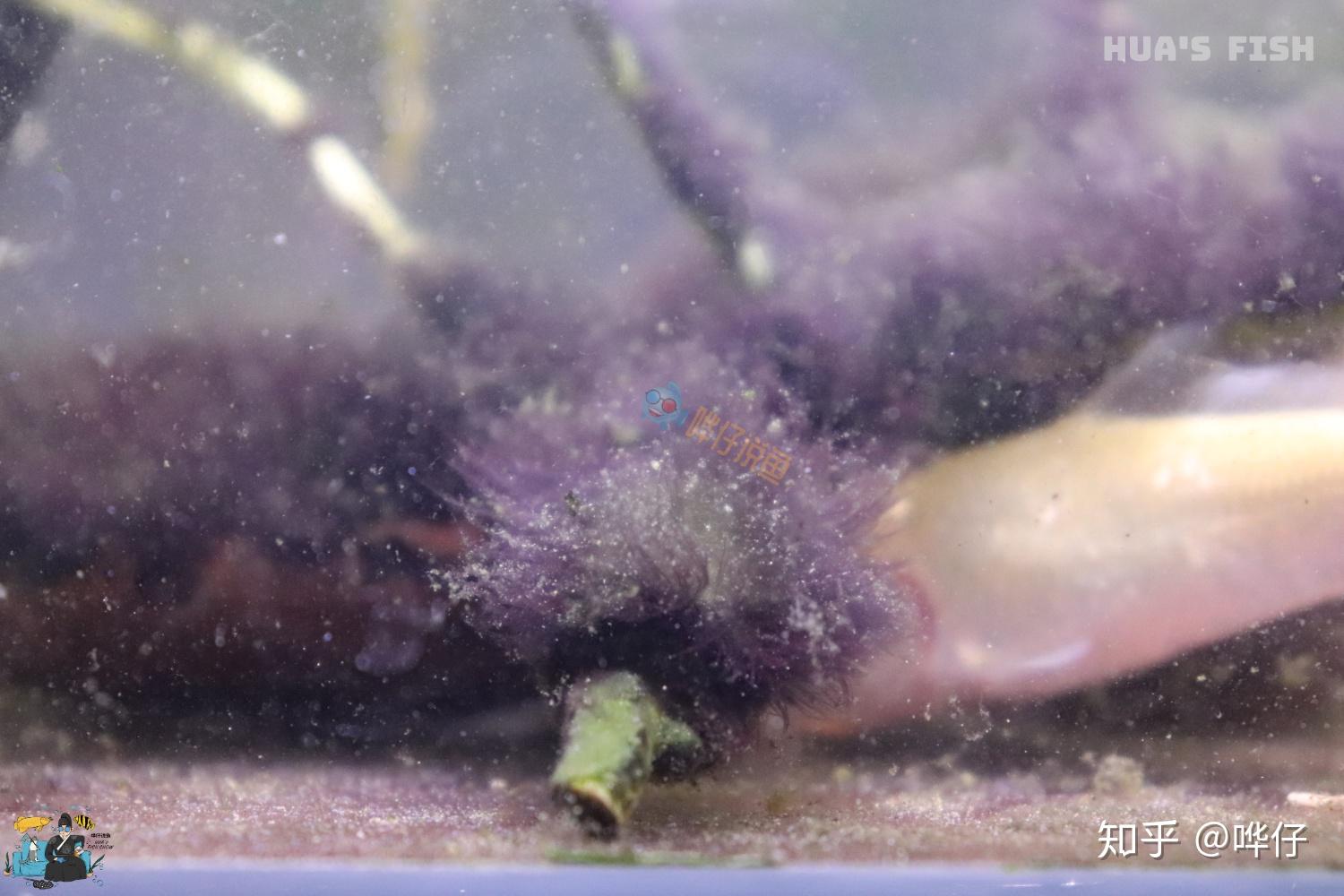 鱼缸爆发黑毛藻是观赏鱼太多惹的祸?深扒谜一样的黑毛藻