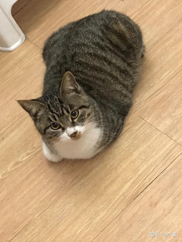 狸花猫好养吗?给主人的生活带来了什么变化?