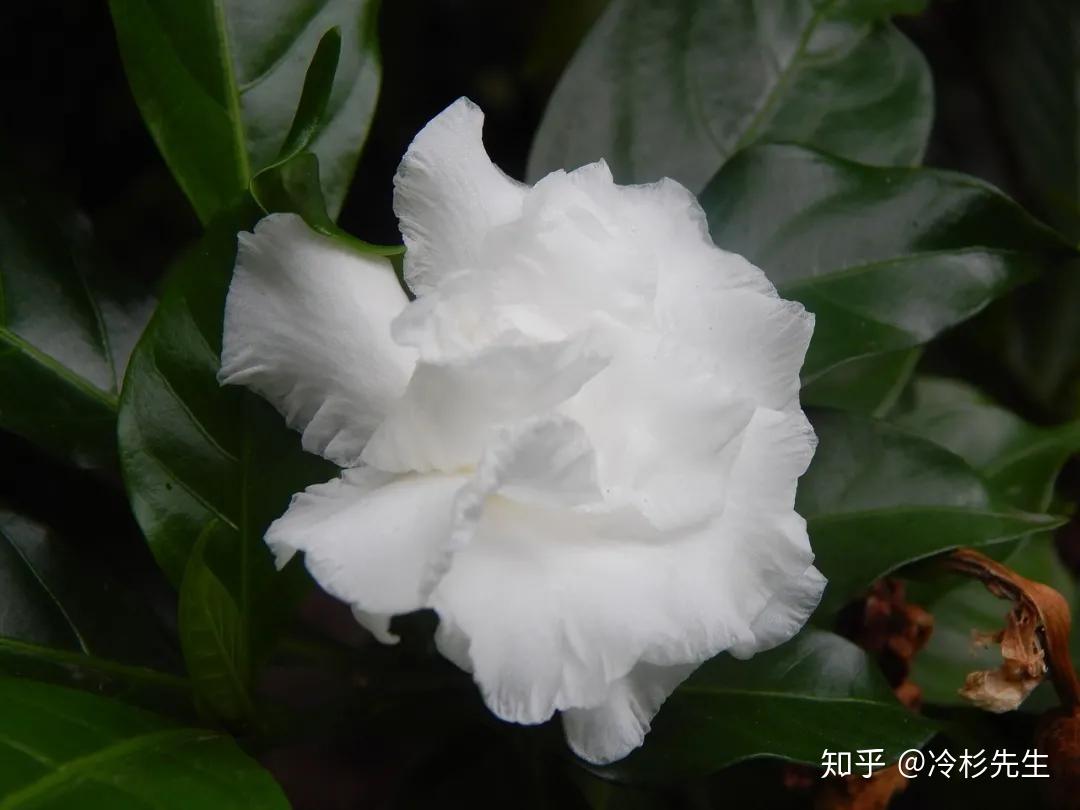 栀子花纯露素花轻盈洁白无瑕思念海无崖