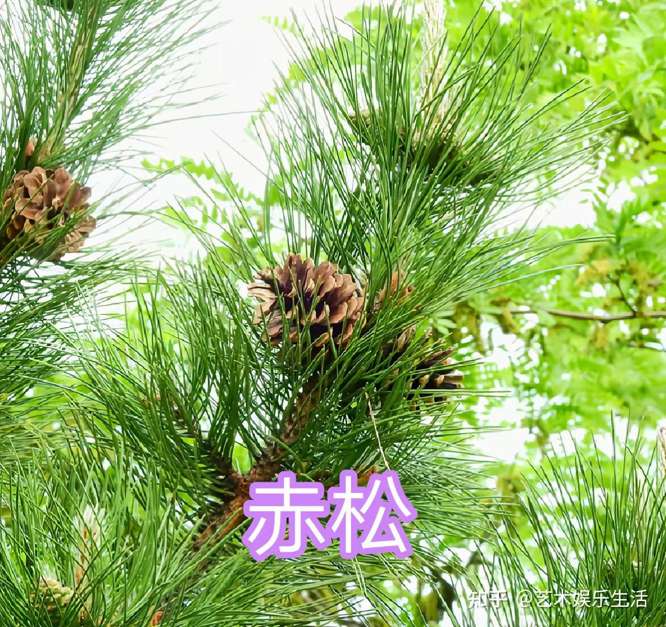 215种松科植物,最长寿的狐尾松已经活了4800岁 - 知乎