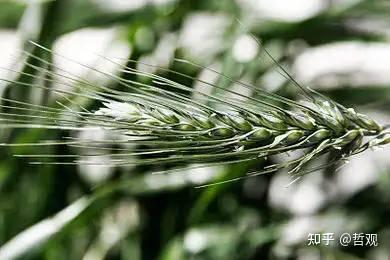 【植物学笔记】叶 - 知乎