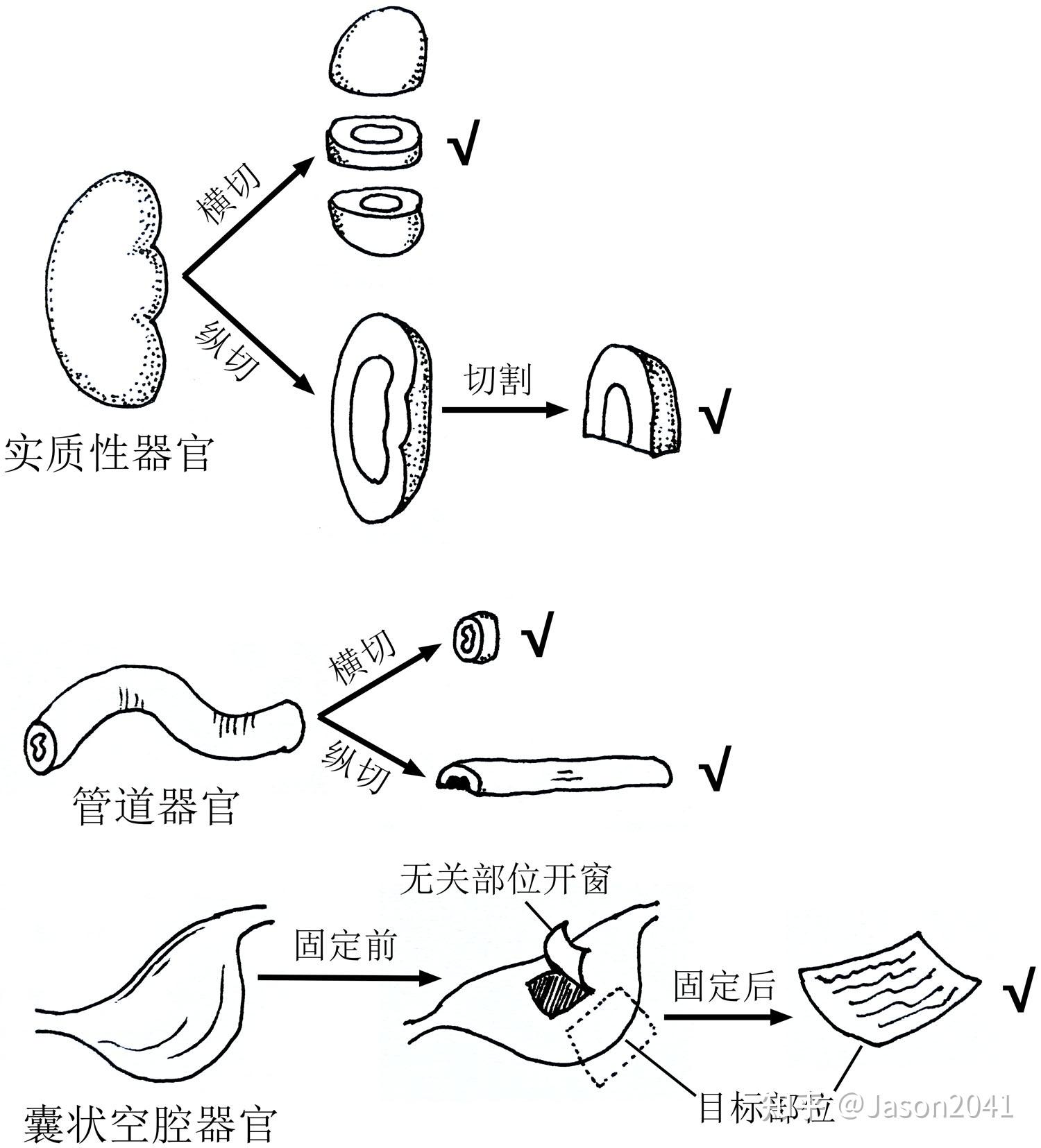 小鼠肺部结构图片