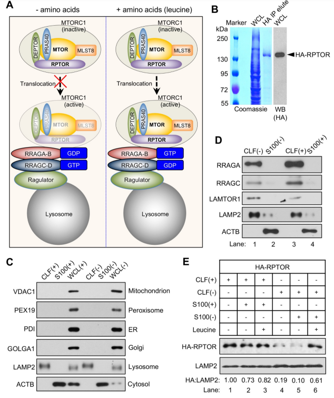 Autophagy 华中农业大学晏向华教授团队揭示巴豆酰化修饰调控mtorc1通路的新机制 知乎