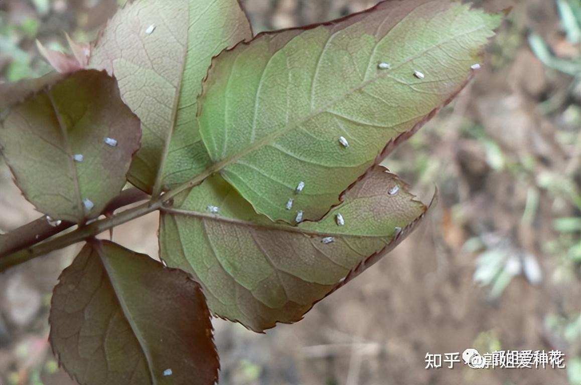 月季12种常见虫害及防治方法