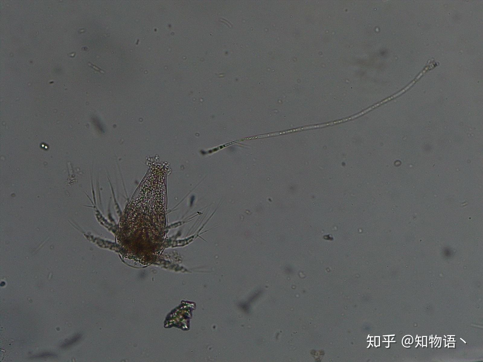 詢問水中微生物名稱