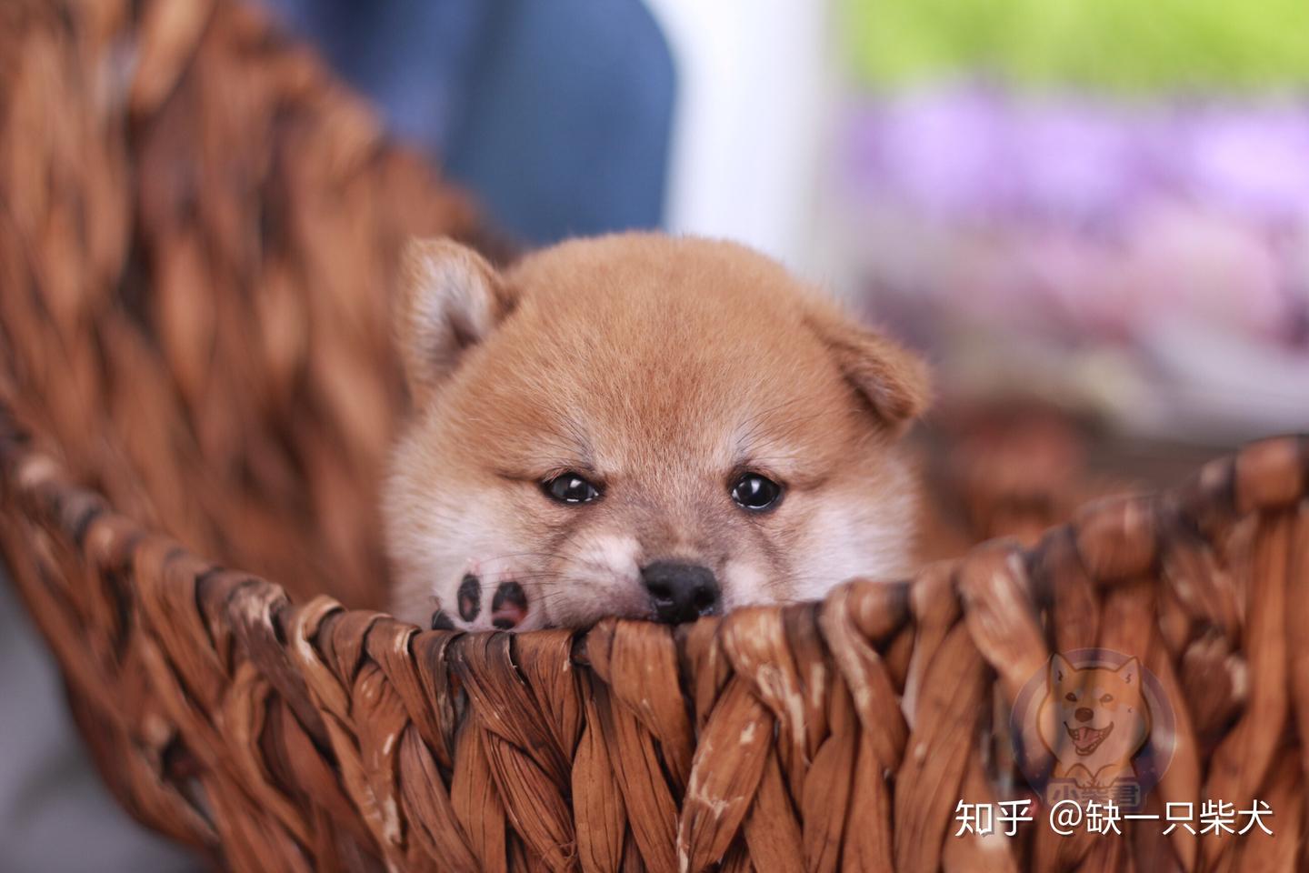 柴犬笑的来源】纯种柴犬的性格、价格分析- 知乎