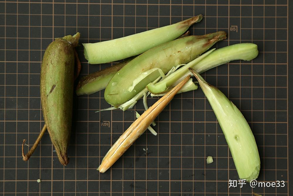 食物与植物|羊排果,苦子果与蛇瓜
