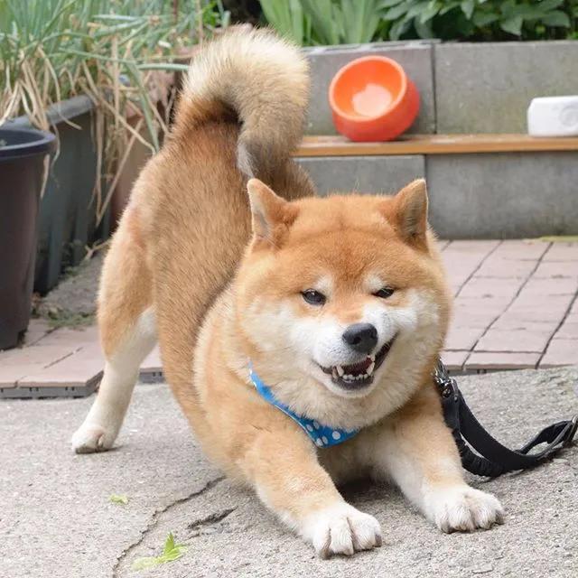 霸道总裁网红柴犬10岁了以歪嘴笑走红网络狗狗堪称移动表情包