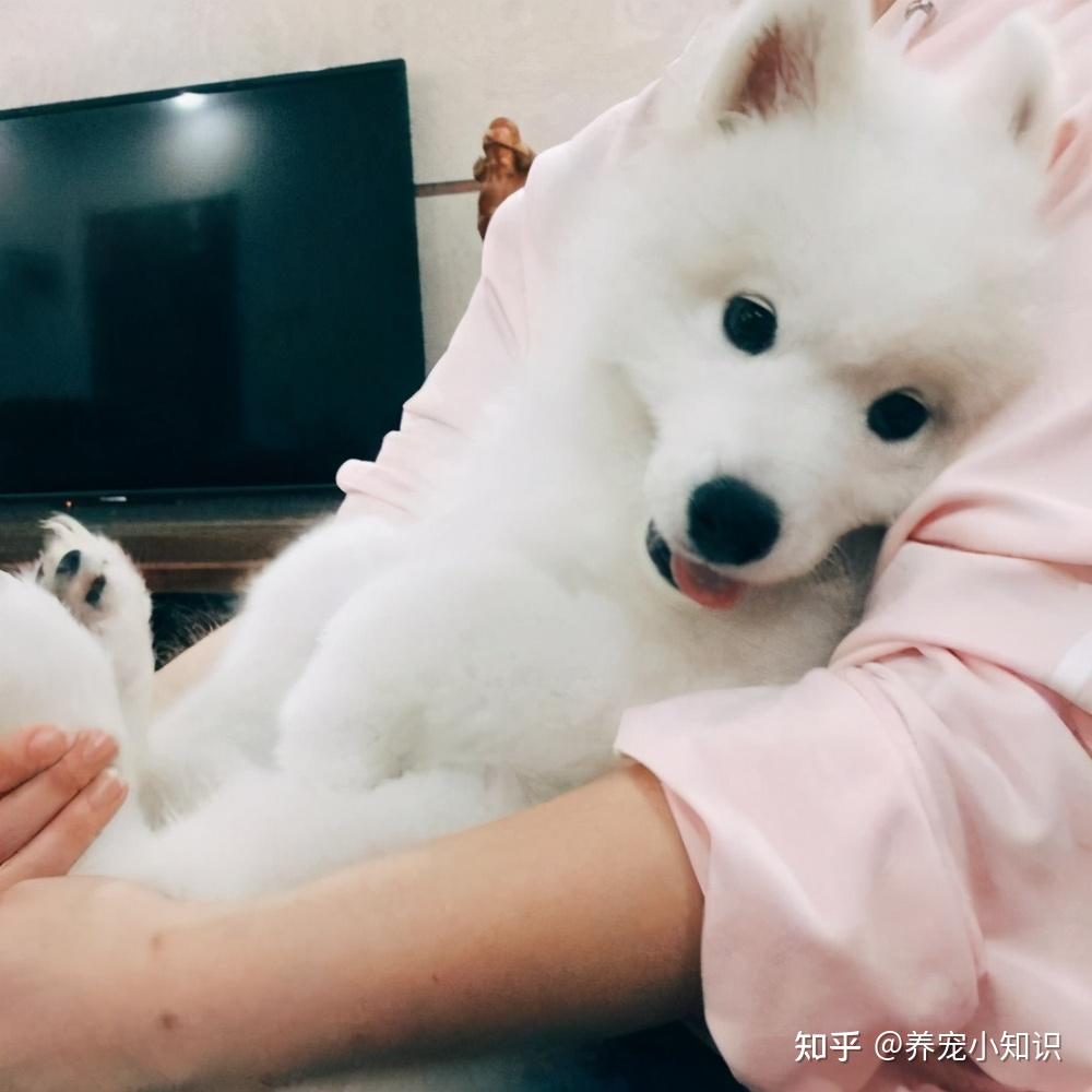 最会撒娇粘人的六种狗狗哪个是你家的快来认领