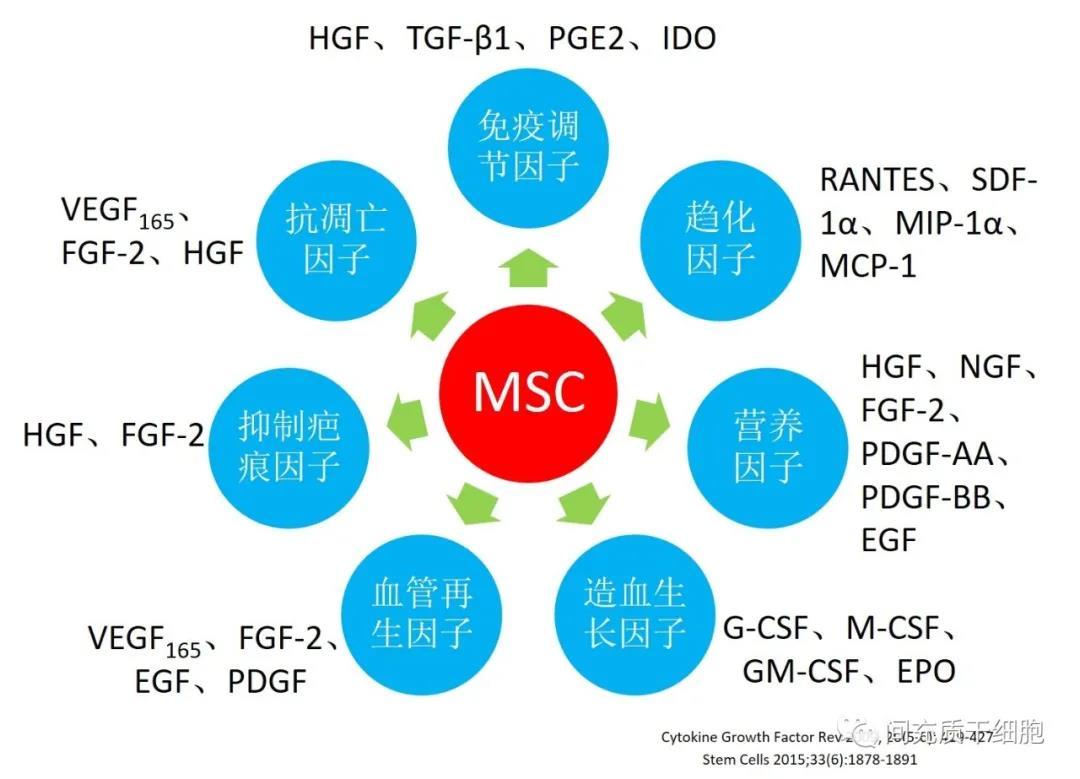 msc分泌多种营养性因子或生长因子,通过旁分泌作用促进多种细胞的存活