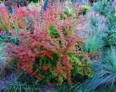 优良的观叶观果地被植物小丑火棘植物非试管高效快繁