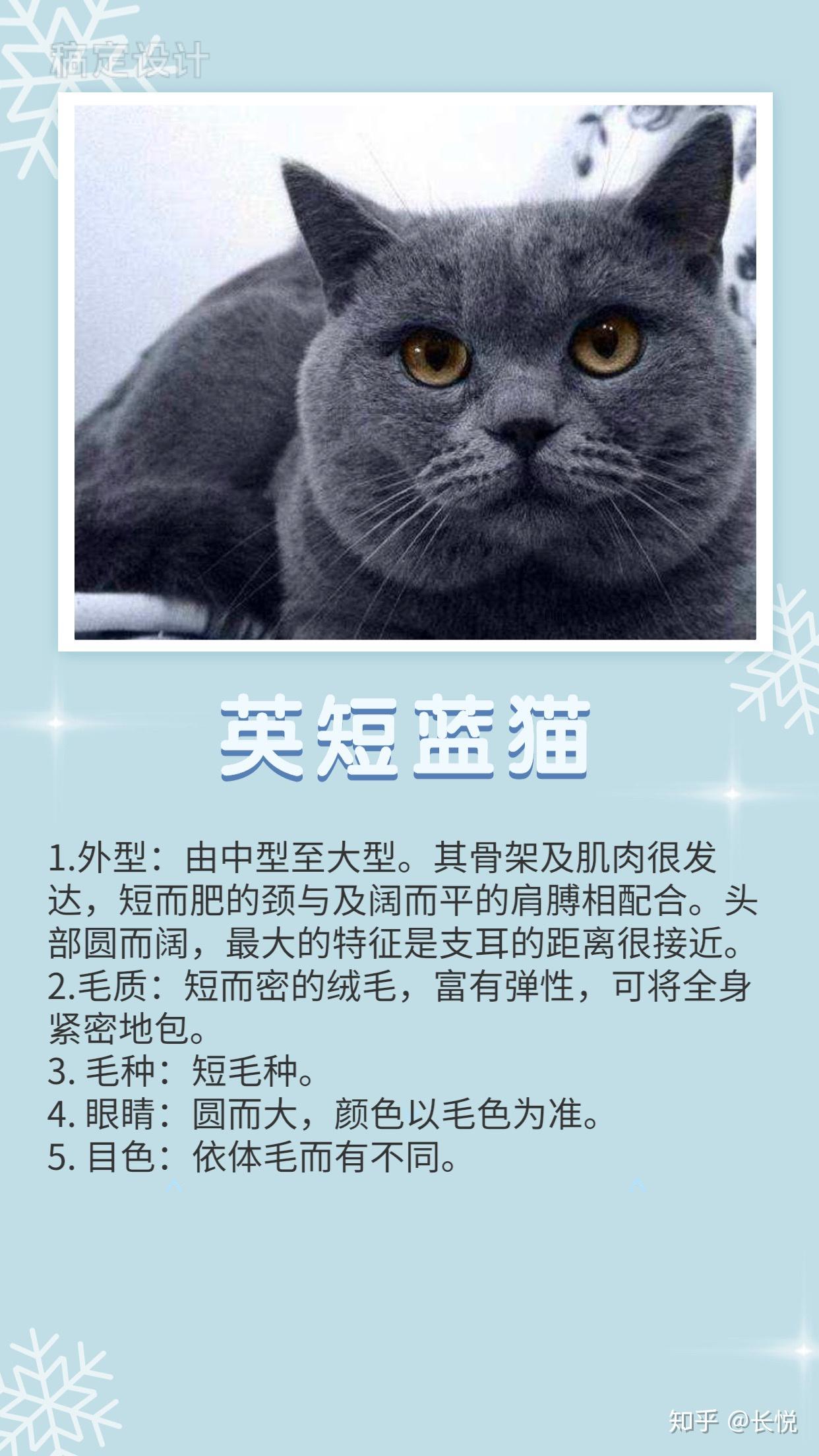 蓝猫有几种品种图片图片