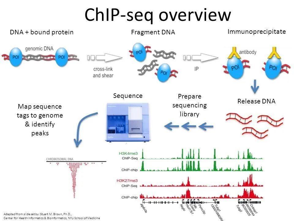 chip-seq-chip-seq