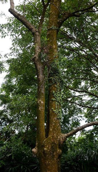 说一说大红酸枝