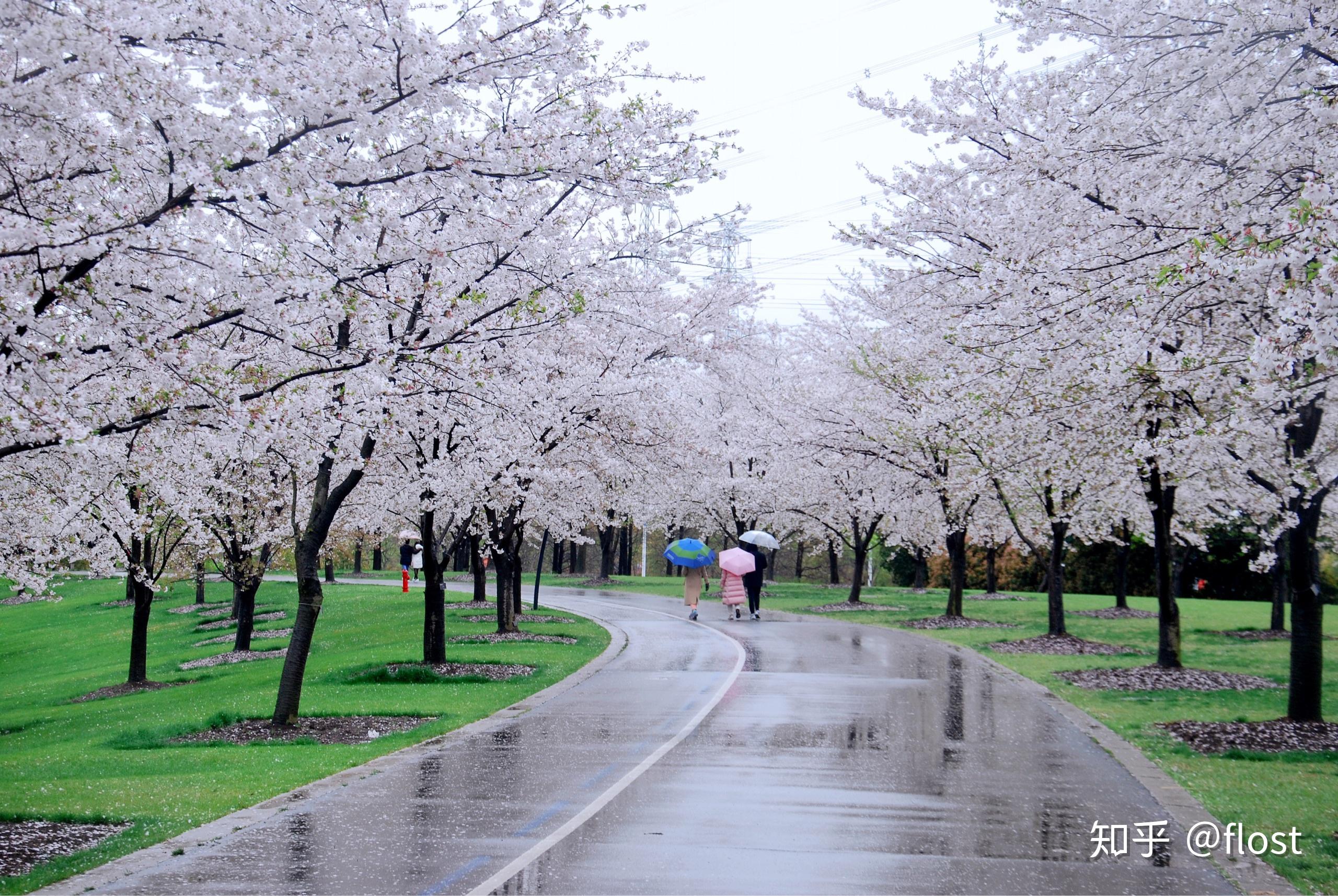 上海郊游之辰山植物园樱花季