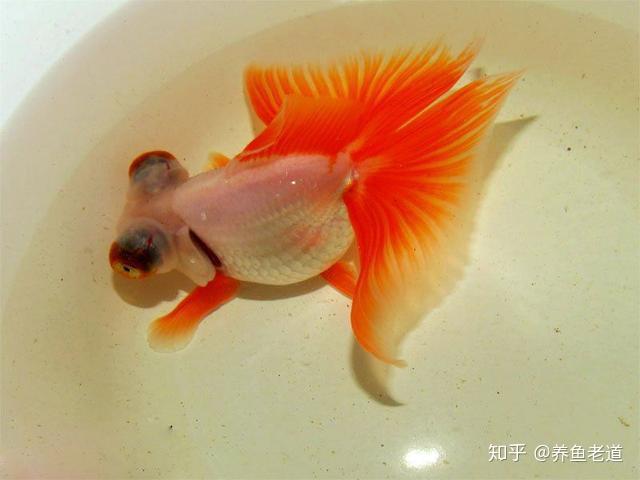 金鱼总是漂浮在鱼缸上层会有哪些原因 一定是缺氧吗 知乎