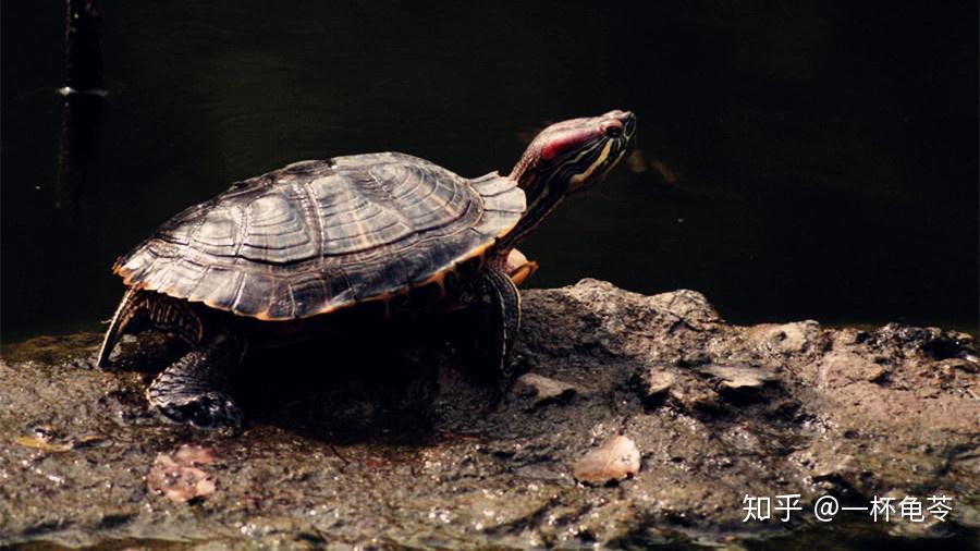 乌龟怎么喂才能长大 v2-6754f9cfc72e678c8d979712d2b3dc8d_r.jpg