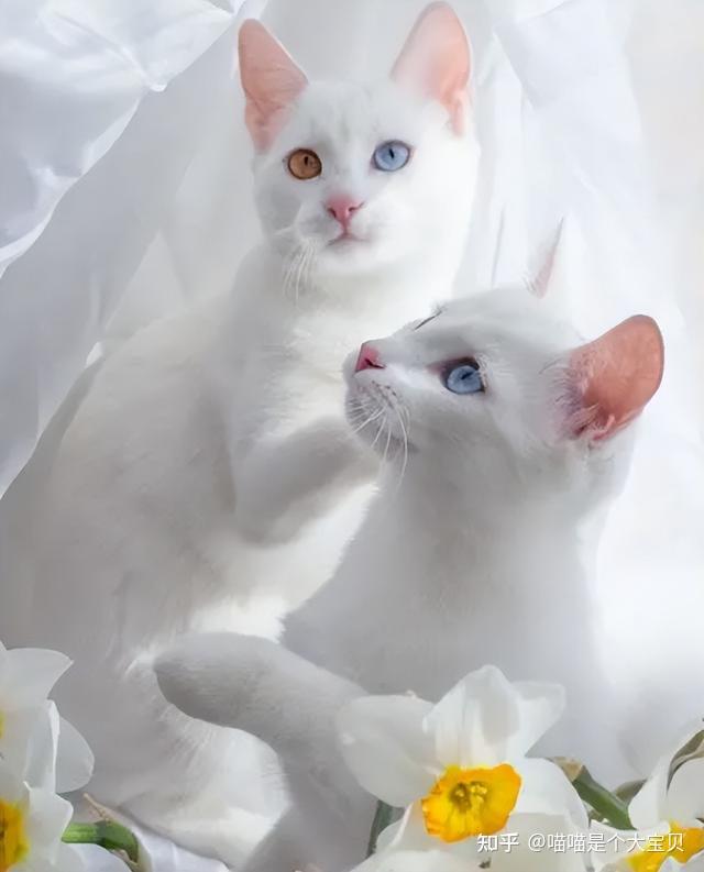 为什么白猫在流浪猫中混得最差真相来了