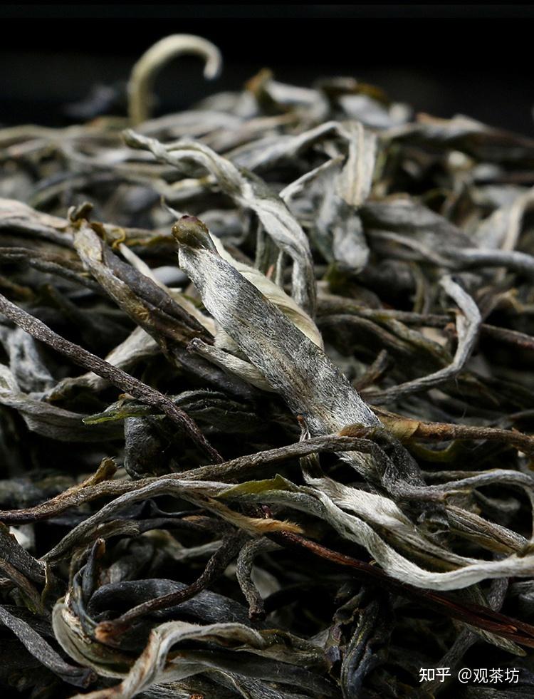 普洱古树春茶为何上市晚